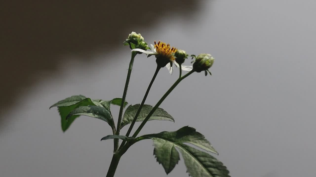 Observe the detailed growth of yellow flowers and green leaves in this close-up time-lapse sequence.