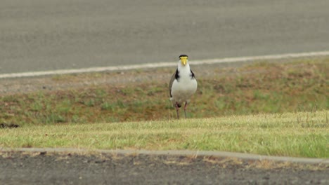 masked lapwing plover standing on grass next to road street