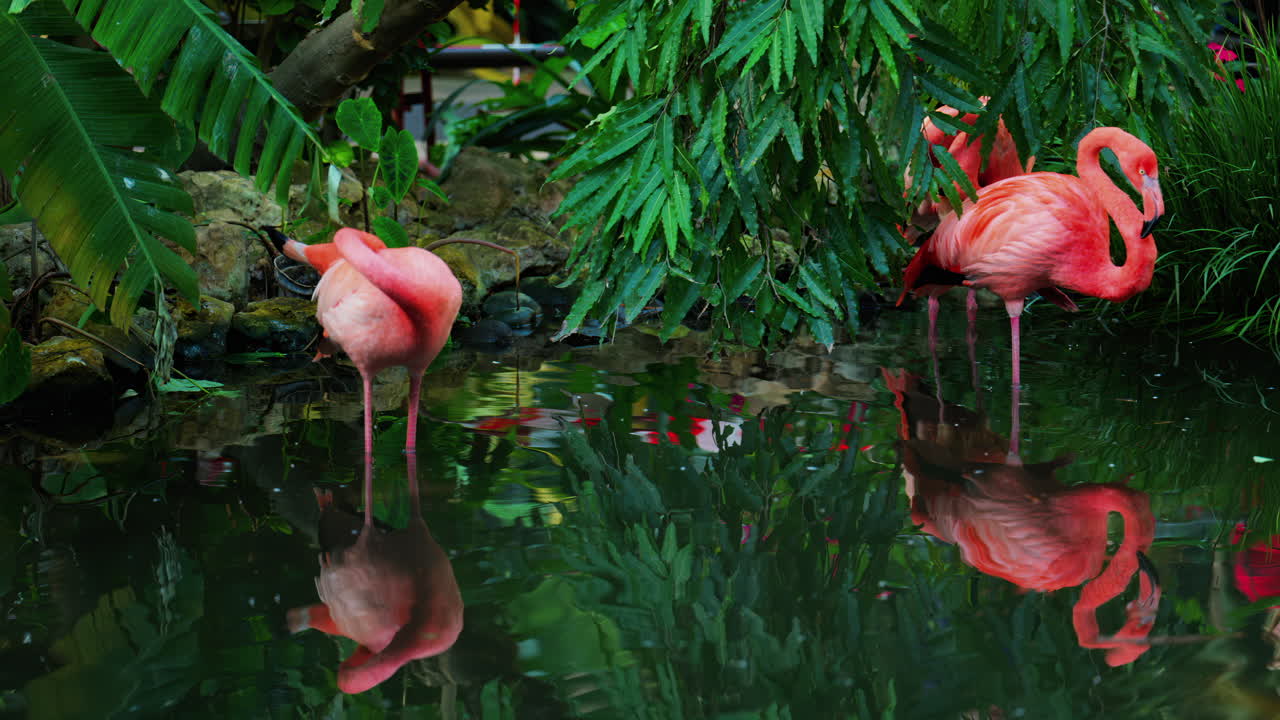 Close up of beautiful, pink flamingos standing in water at a zoo