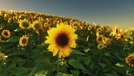 hermoso campo de girasoles en flor contra la luz dorada del atardecer
