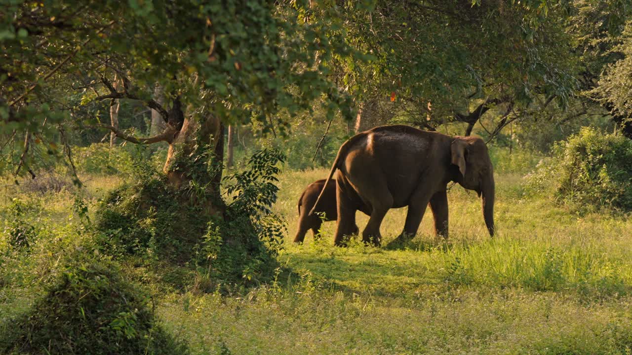 A tender moment captured between an Asian mother elephant and her calf in Miyamina Park, Sri Lanka.