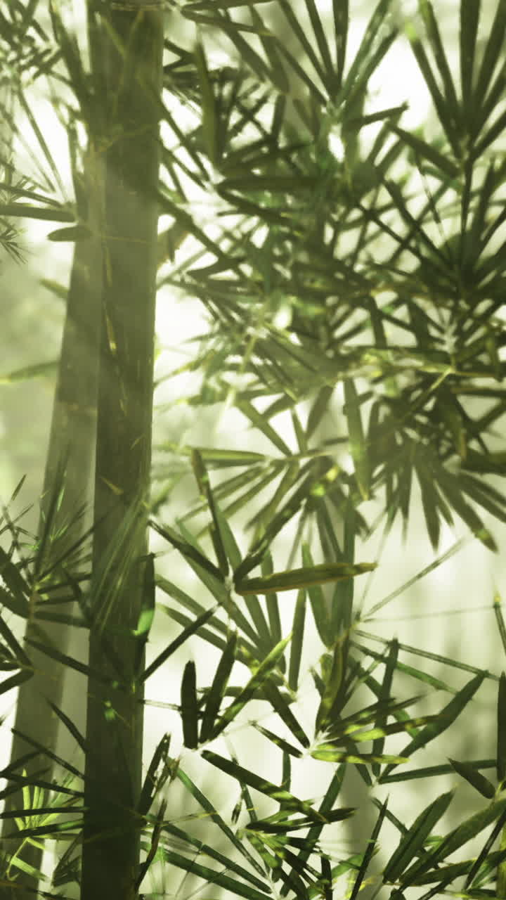 Foresta di bambù con fusti alti e foglie verdi in piena luce
