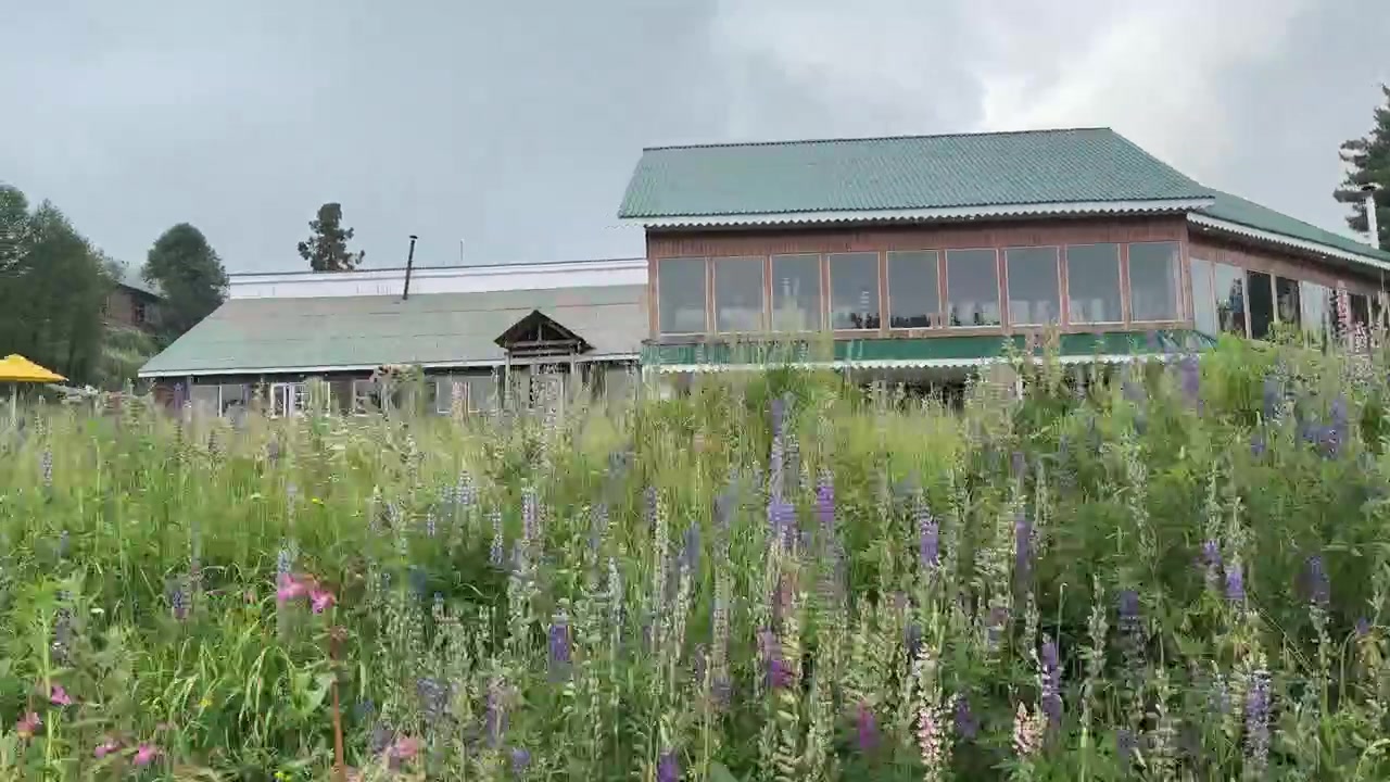 Keindahan Alam Kashmir, Lanskap Hijau. Pariwisata Jammu Kashmir, Destinasi Wisata Gulmarg, Padang Rumput Pegunungan, Bunga Musim Semi, Ketenangan, Petualangan