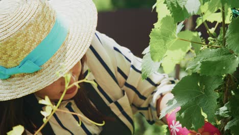 woman inspecting grapevine in garden