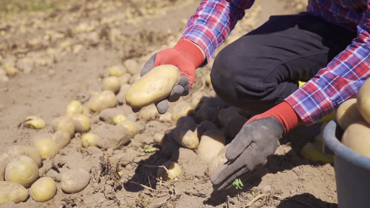 las manos de una persona recogiendo patatas en un campo de patatas.