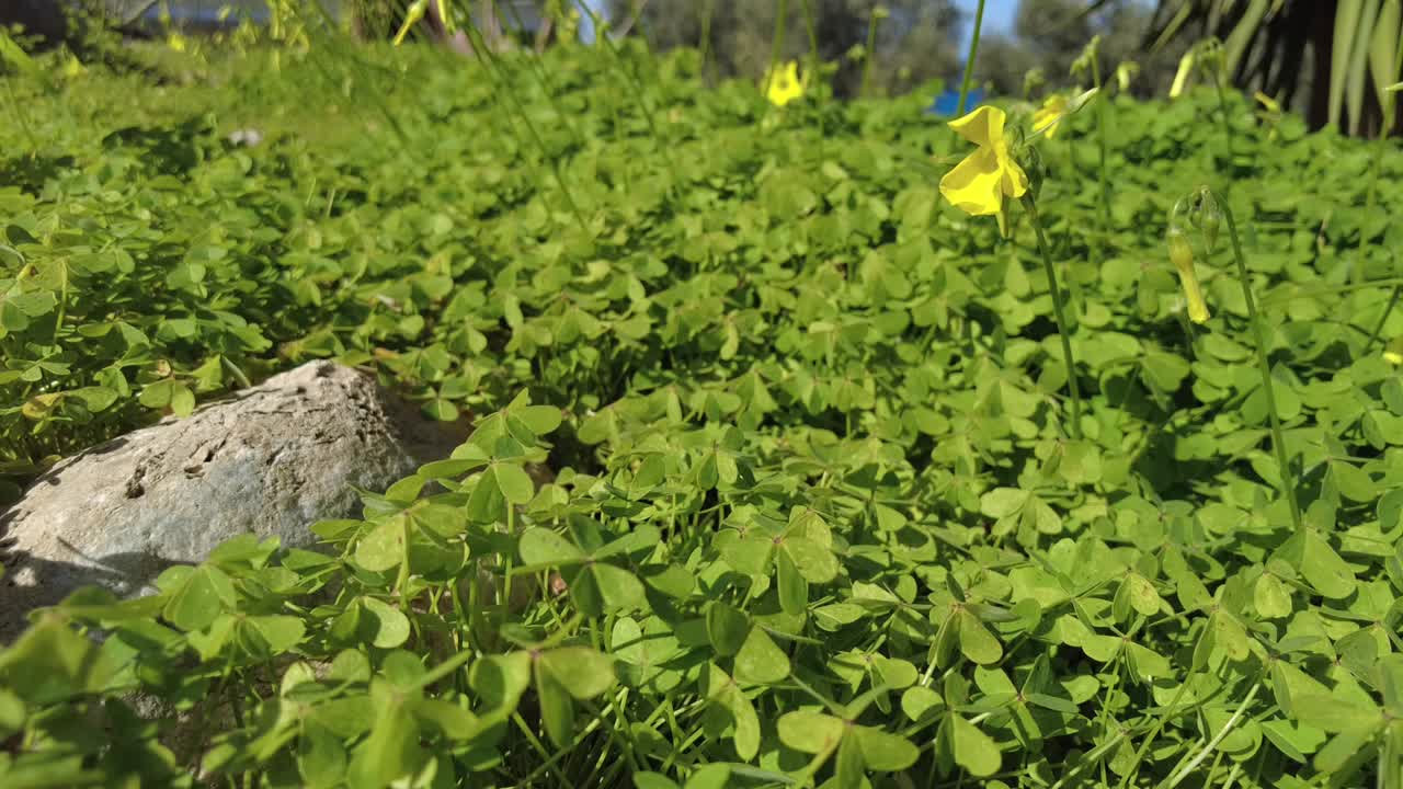 잔디와 바람에 따라 움직이는 꽃의 클로즈업 샷