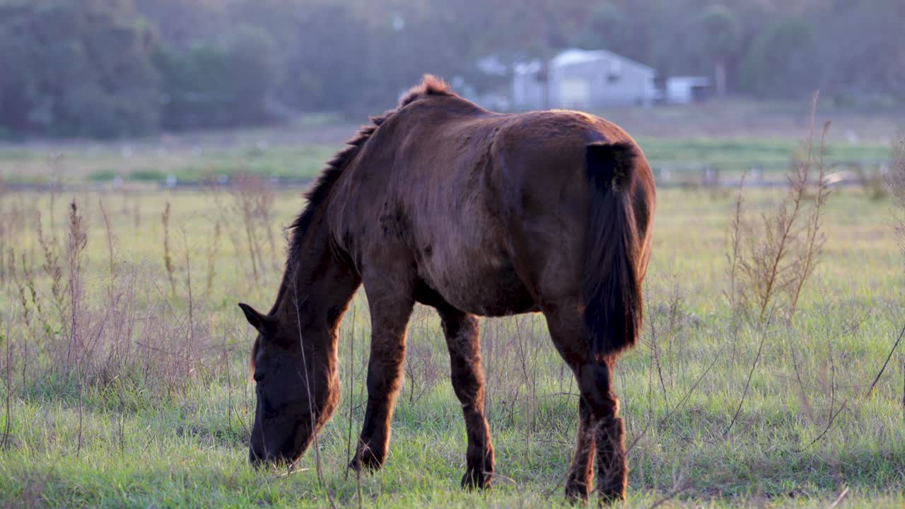 풀에서 풀을 잡는 말