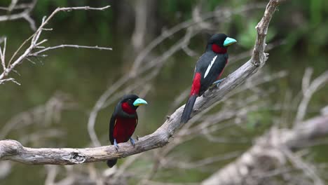 cymbirhynchus macrorhynchos, pico ancho negro y rojo, parque nacional kaeng krachan, tailandia