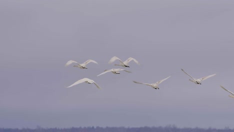 Whooper-swans-flying-above-frozen-lake