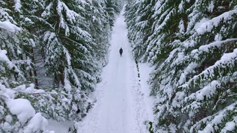 Drone-Aéreo-Hacia-Atrás-Disparado-Sobre-Un-Hombre-Caminando-Por-Un-Bosque-De-Coníferas-Cubierto-De-Nieve-Durante-El-Día