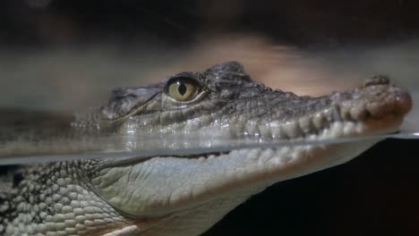 young crocodile's head above water