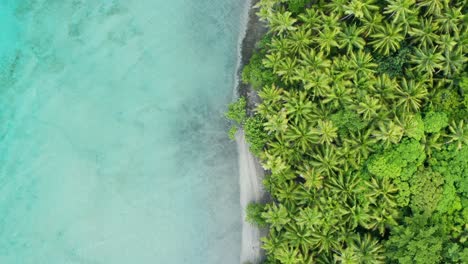 Frondosos-árboles-Verdes-Cerca-De-La-Orilla-De-Una-Cautivadora-Playa-Isleña-En-Fiji---Un-Destino-De-Verano-De-Ensueño-Para-Los-Turistas---Toma-Aérea-De-Drones