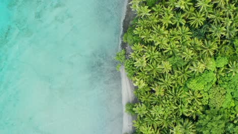 lush green trees near the shore of a captivating island beach in fiji - a dream summer destination for tourists - aerial drone shot