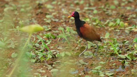 Markantes-Schwarzes-Gefieder-Mit-Kastanienrücken-Und-Flügeln,-Wilder-Gefleckter-Jacana,-Der-Auf-Schwimmender-Vegetation-Gesichtet-Wird-Und-Seine-Federn-Im-Pantanal-Matogrossense-Nationalpark,-Brasilien,-Makrostatische-Aufnahme-Putzt