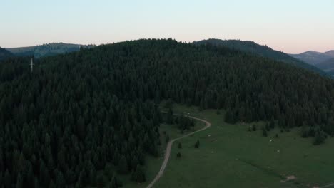 Aerial-approach-over-grazing-cows-in-mountain-at-sunset