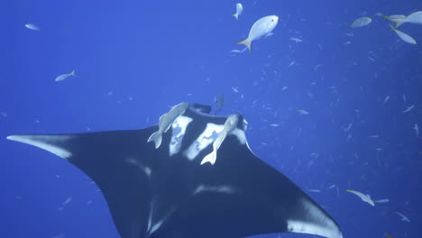 Ein-Riesiger-Schwarzer-Mantarochen-Mit-Zwei-Remoras-Als-Begleiter