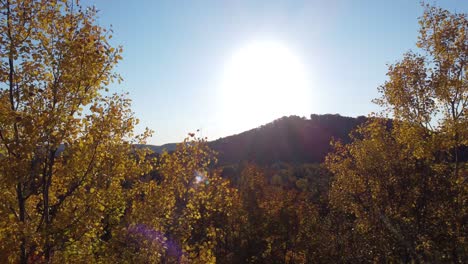 drone-taking-off-in-Laurentides-forest-Québec-Canada-revealing-sunny-clear-sky-day-of-summer-with-endless-tree-landscape