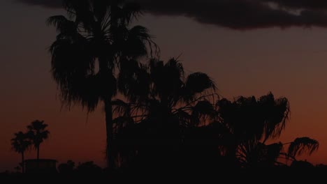 schemering uur hemel achter winderige palmbomen silhouet