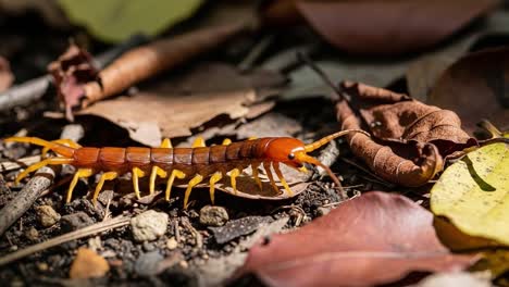 a close-up exploration of a colorful centipede moving through a leafy forest floor, highlighting its unique features and natural habitat in stunning detail
