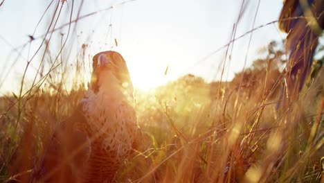 Falcon-eagle-perching-on-a-grass