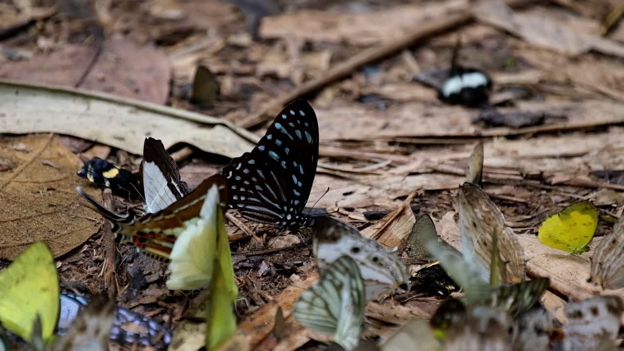 visto en el medio descansando con otras mariposas volando, mariposa tigre azul oscuro tirumala septentrionis, parque nacional kaeng krachan, tailandia