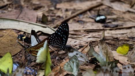 seen in the middle resting with other butterflies flying around, dark blue tiger butterfly tirumala septentrionis, kaeng krachan national park, thailand