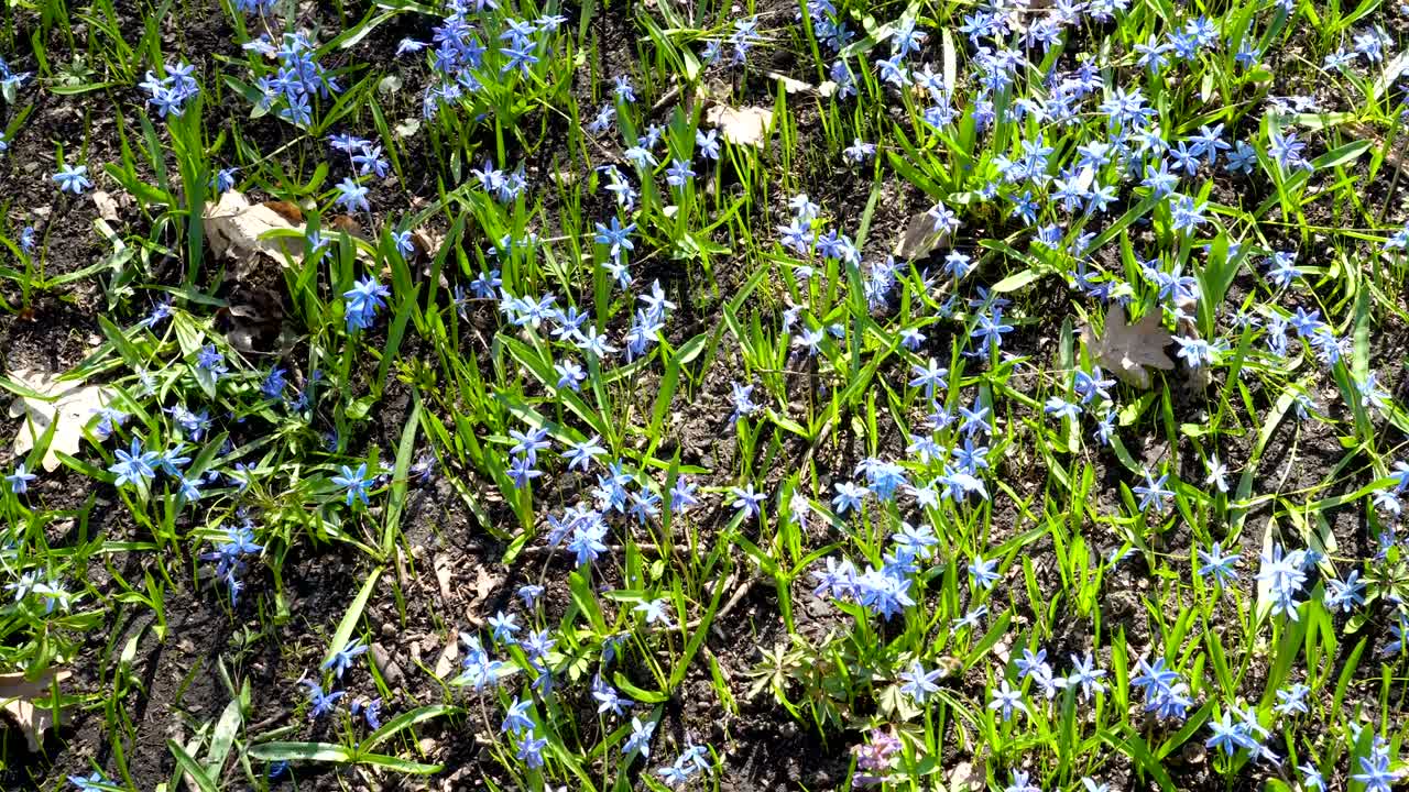 스킬라 시베리카 (scilla siberica) 또는 숲 속의 파란 눈동자 (blue snowdrop) - 봄의 첫 번째 블루벨 (bluebells) 은 밝은 이 은 날 바람에 흔들리고, 봄의 파란 꽃의  (field of spring blue flowers) - 위에서 볼 수 있는 풍경.