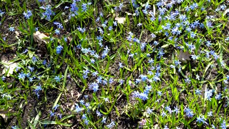 scilla siberica or blue snowdrop in forest. first spring bluebells swings in the wind on a bright sunny day. field of spring blue flowers. the view from the top. 4k. 25 fps.