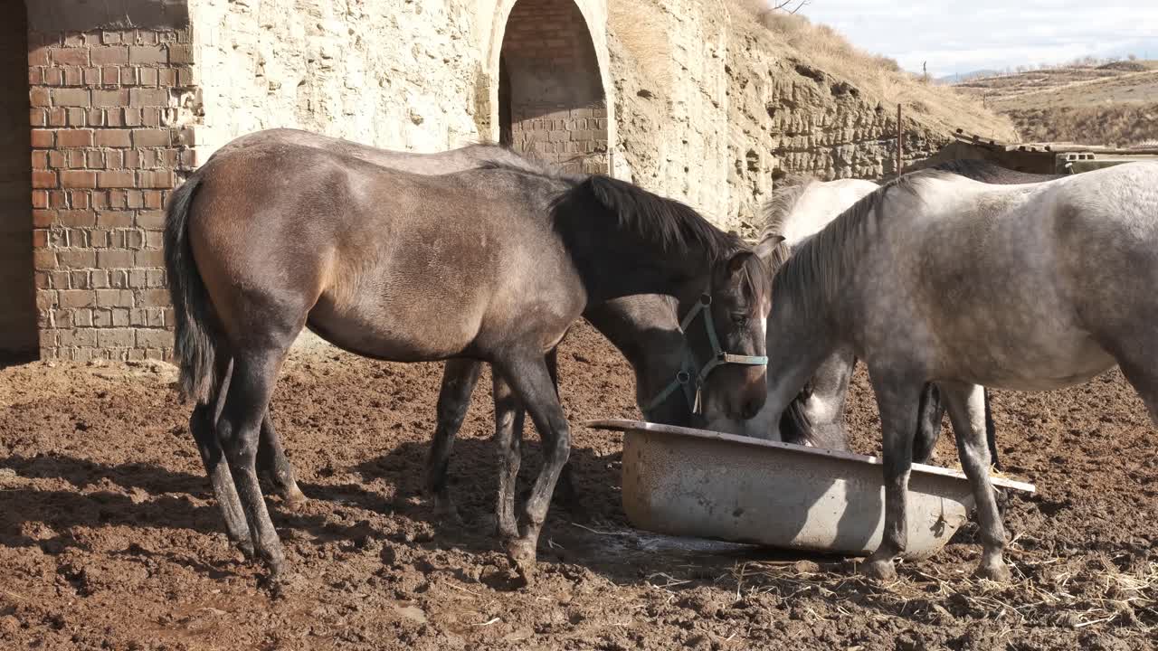 Horses enjoying refreshing water together at a sunny farm