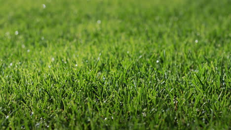 Dew-droplets-condensed-on-the-green-grass.-Dolly-shot