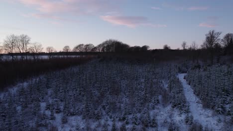 Drone-View-Of-Snowy-Fields-And-Trees-In-Denmark-Scandinavia---Dolly-Shot