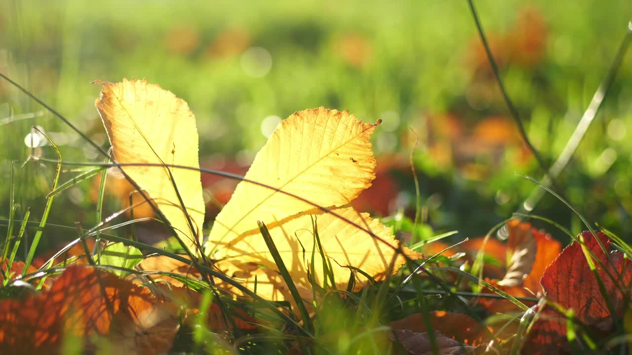 풀 위의 가을 잎