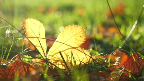 autumn leaves on grass