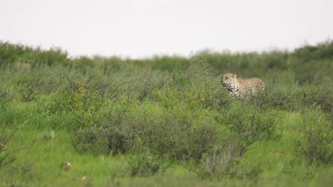 plano general de un leopardo caminando por el exuberante paisaje verde del parque transfronterizo kgalagadi