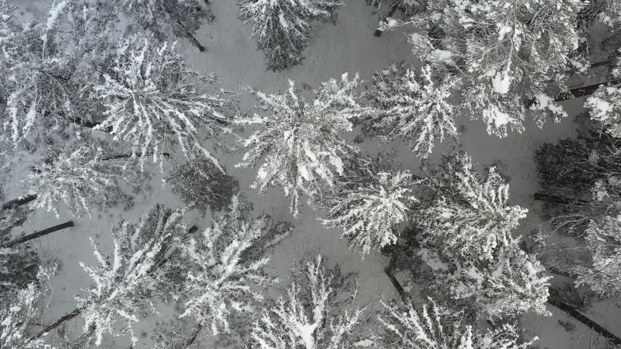 un dron volando lentamente sobre un bosque de pinos helados con naturaleza intacta que rodea el bosque con belleza y gracia