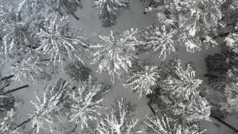 Eine-Drohne,-Die-Langsam-über-Einen-Gefrorenen-Kiefernwald-Fliegt,-Mit-Unberührter-Natur,-Die-Den-Wald-Mit-Schönheit-Und-Anmut-Umgibt