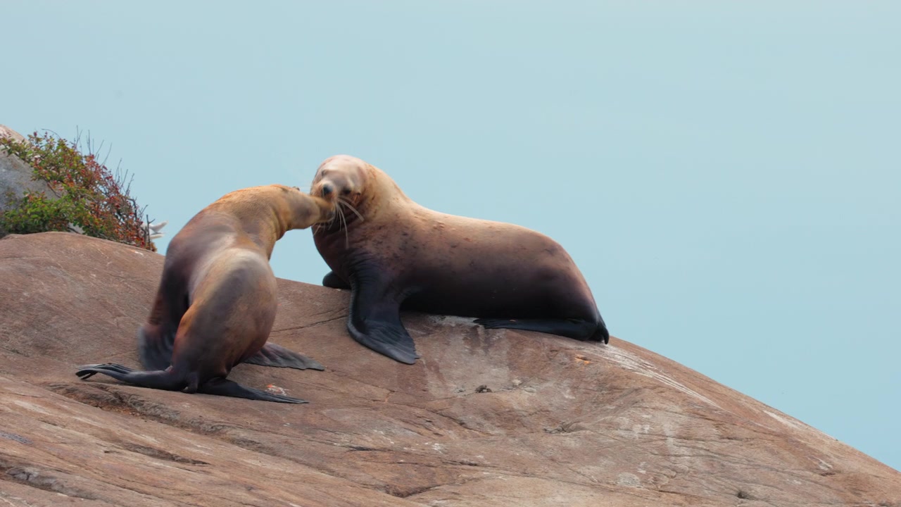 Et par stellersjøløver samhandler og bjeffer mens de soler seg på en stor stein ved havet. Egnet for naturdokumentarer og innhold om naturvern.