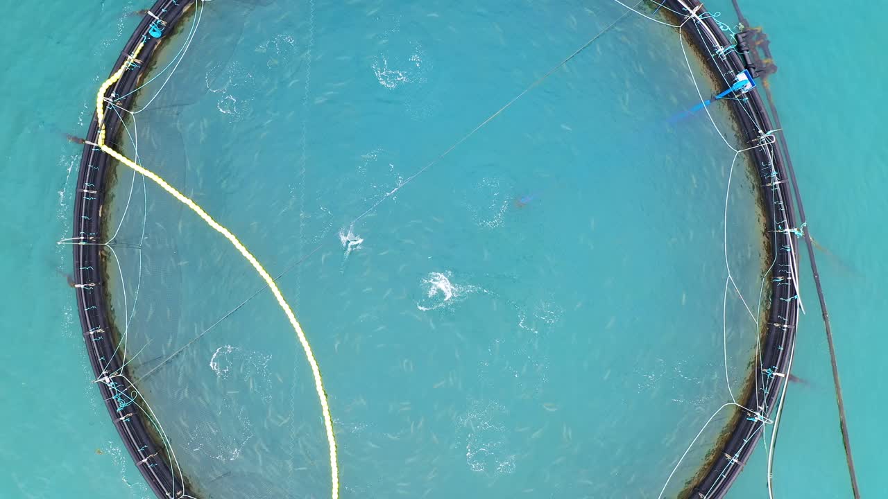 노르웨이에서 연어  ⁇ 시를 하는 공중 촬영