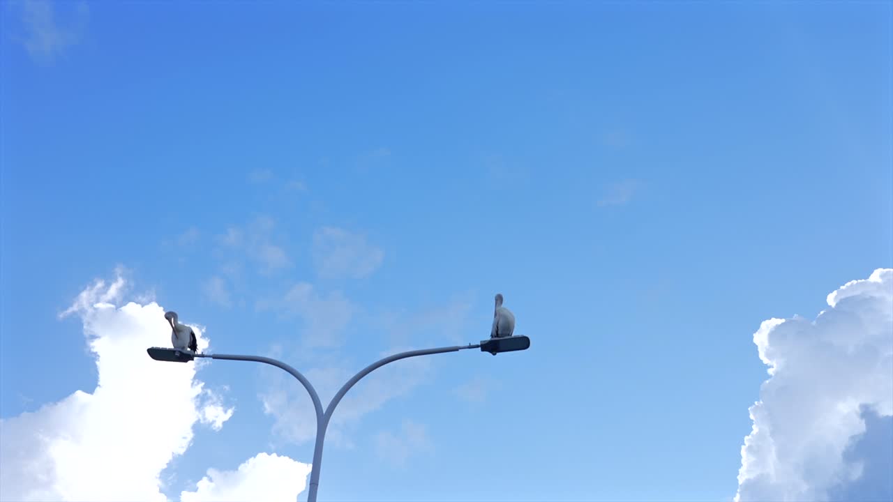 Two Australian pelicans on a lamp post framed against a sunny blue sky