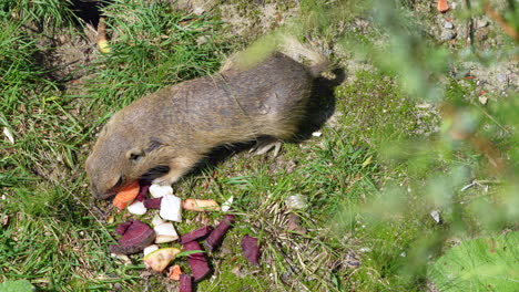 Wildes-Ziesel,-Das-Bei-Sonnenschein-In-Der-Wildnis-Nach-Snacks-Sucht,-Draufsicht-Aus-Nächster-Nähe