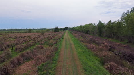 Drone captures a dirt road extending through Delta del Paraná wetlands, bordered by dry grasses, forested planted areas, and open flatlands under a cloudy sky