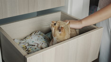 funny red cat hid in a drawer for clothes in the dressing room