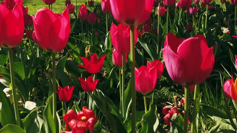 tulipanes rojos durante el tiempo de pascua en un campo de cerca