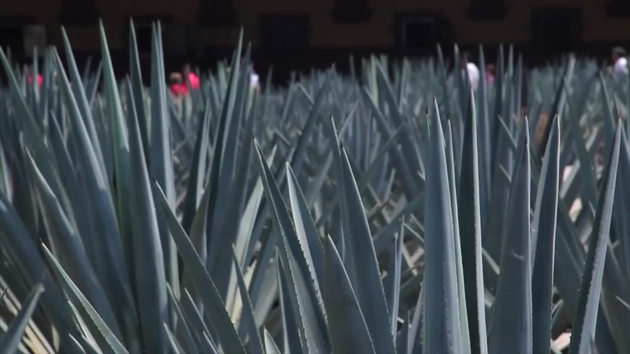 agave azul de cerca, gente caminando en la parte de atrás