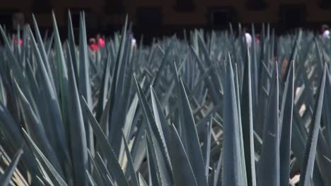 Blaue-Agave-Aus-Nächster-Nähe,-Im-Hintergrund-Gehen-Menschen