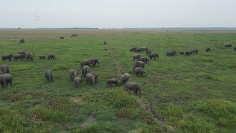 Luftdrohnenaufnahme,-Die-Eine-Herde-Von-Elefanten-Auf-Grüner,-üppiger-Afrikanischer-Ebene-Umkreist