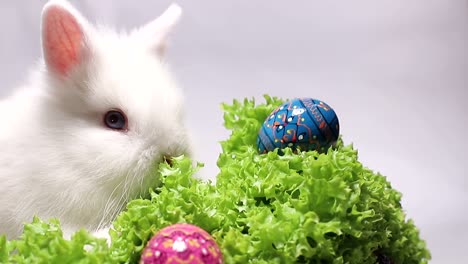white rabbit with easter eggs and lettuce