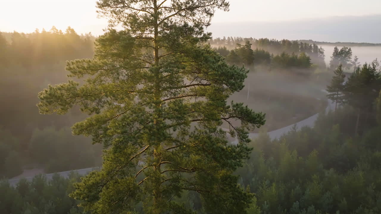 Aerial view circling a sunlit tree on the countryside, misty sunrise in Finland