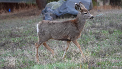 Group-of-baby-deer-elk-herd-eating-grazing-green-tall-grass-Evergreen-Colorado-wildlife-animal-spring-fall-in-open-space-neighborhood-Rocky-Mountains-bambie-walking-around-cute-cinematic-slow