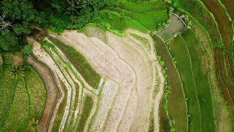 Toma-Aérea-De-Arriba-Hacia-Abajo-De-Campos-De-Arroz-Secos-Durante-El-Calor-En-La-Tierra